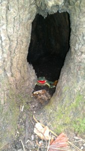 Geocache Frog at FDR State Park