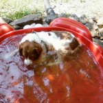 FourPawsClaire_NC_pool