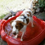 FourPawsRocky_NC_pool