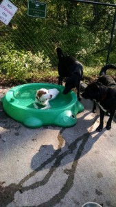 Taking a dip at the dog park...