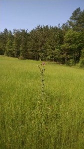 Musk thistle in a field. 