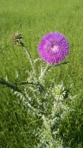 Close up of musk thistle. 